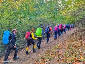 جنگل کمرپشت